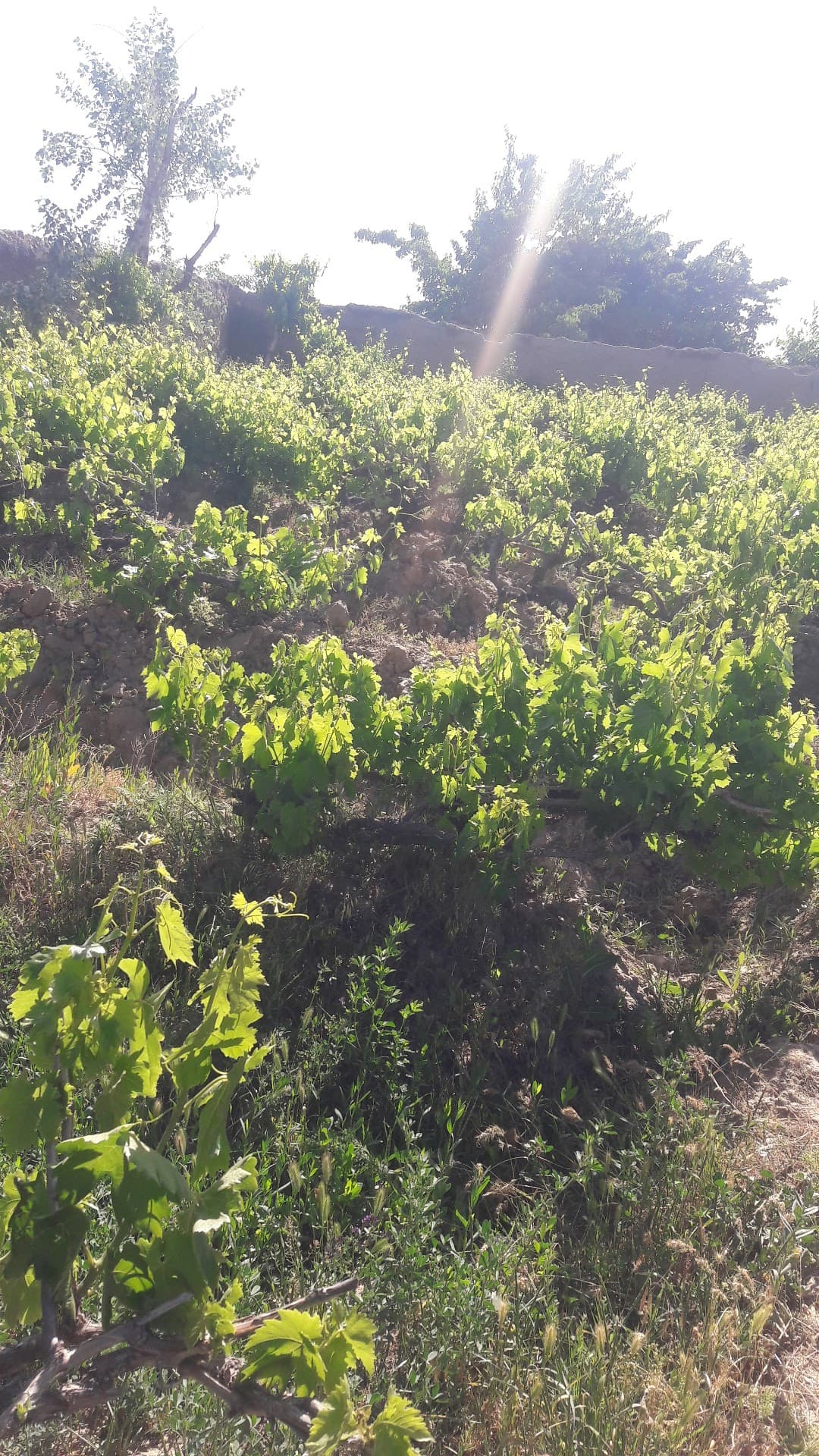 Shotorak Monastery Nangarhar Afghanistan temple in Qarabagh, Kabul, Afghanistan, Nangarhar - Gandhara architecture style, Kushan architecture style, Indic Stupa architecture style, Indian Buddhist architecture style (Kushan Period) - thumbnail