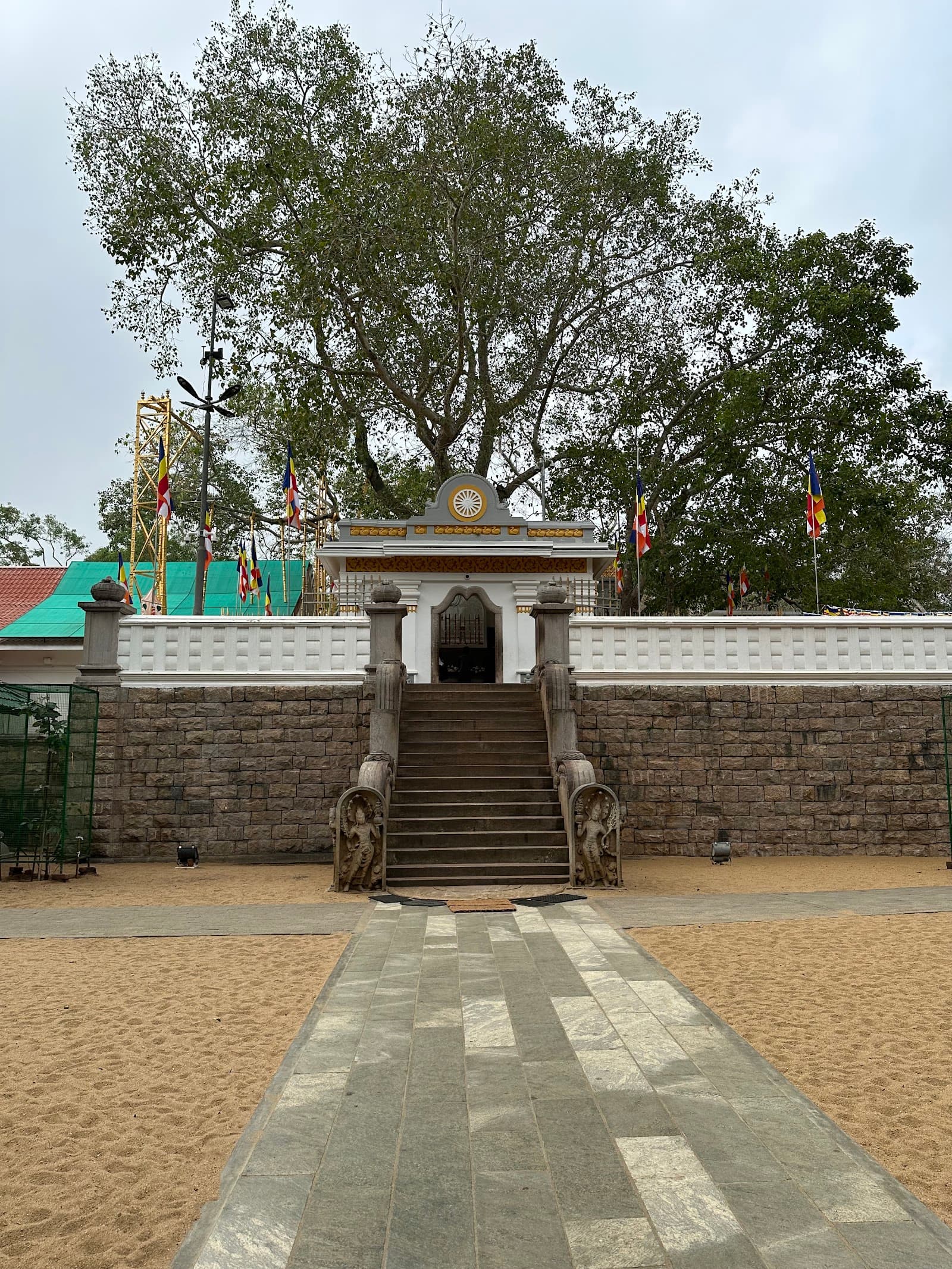Sri Maha Bodhi, dramatically situated in the Mahamevnawa Park in the ancient city of Anuradhapura, represents one of the most extraordinary and spiritually significant living trees in the world, plant...